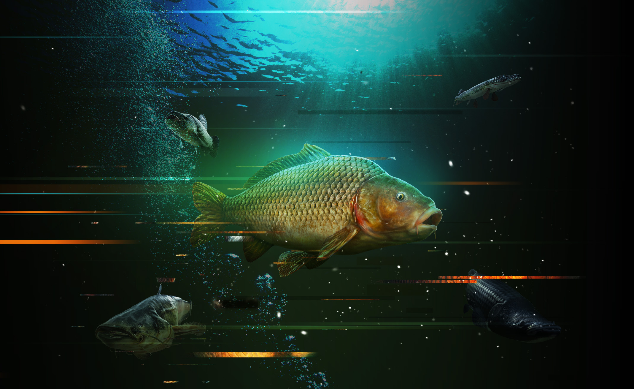 divide_fish_v6_nologo