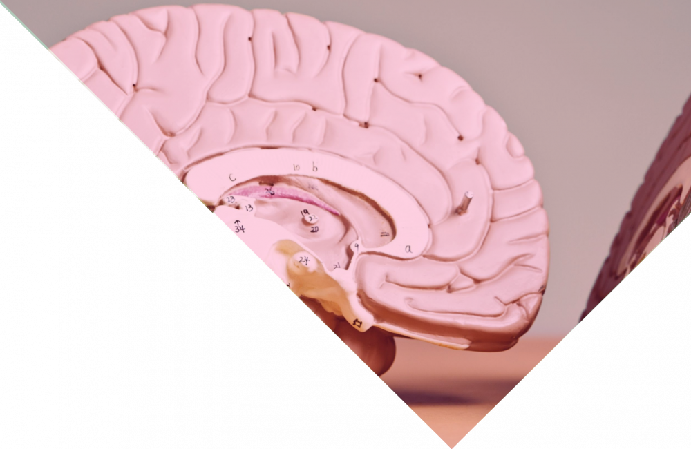 bisciled-header