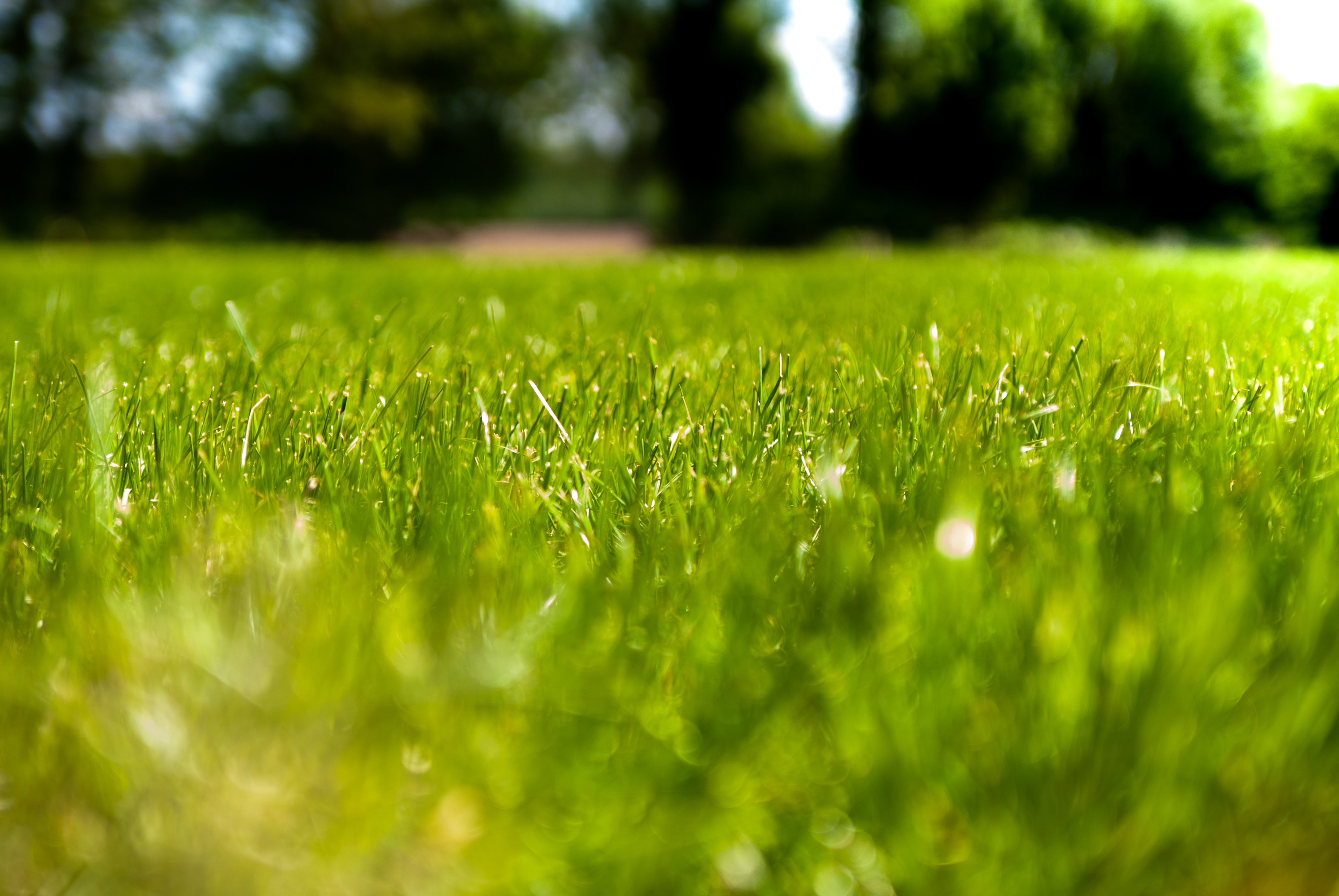 grass-close-up