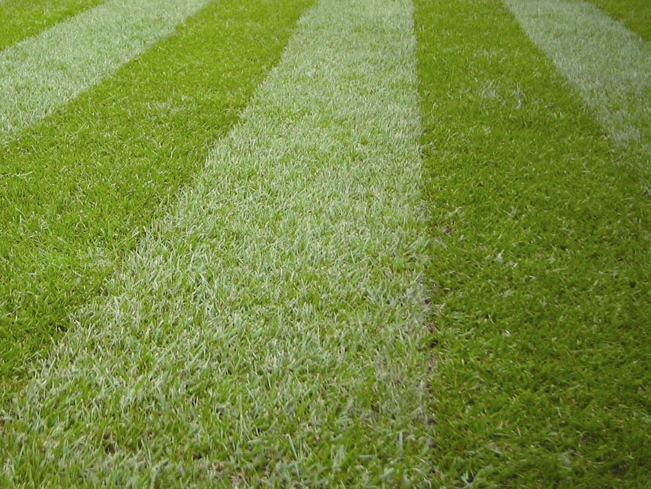 lawn-and-border