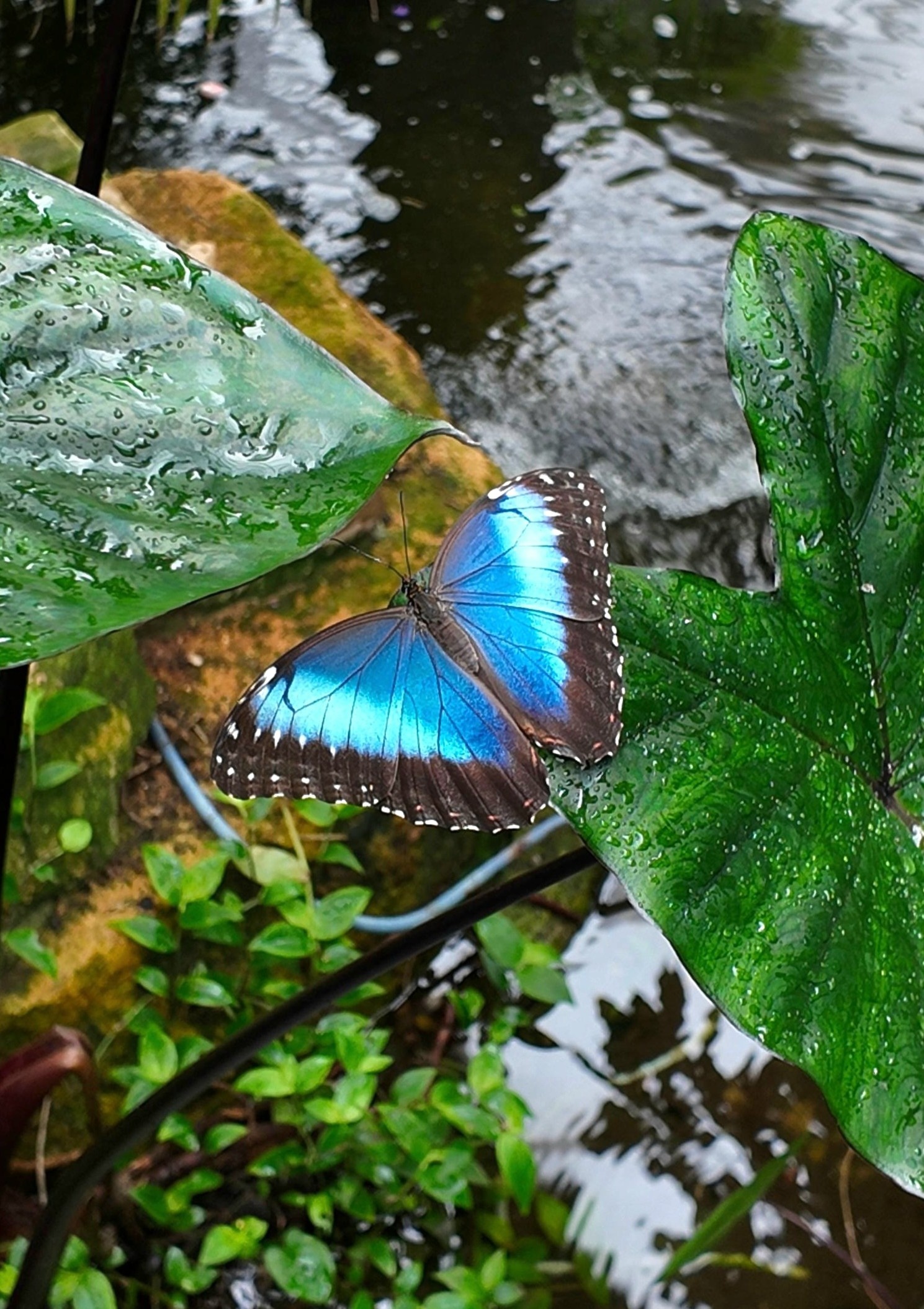 morpho-peleides